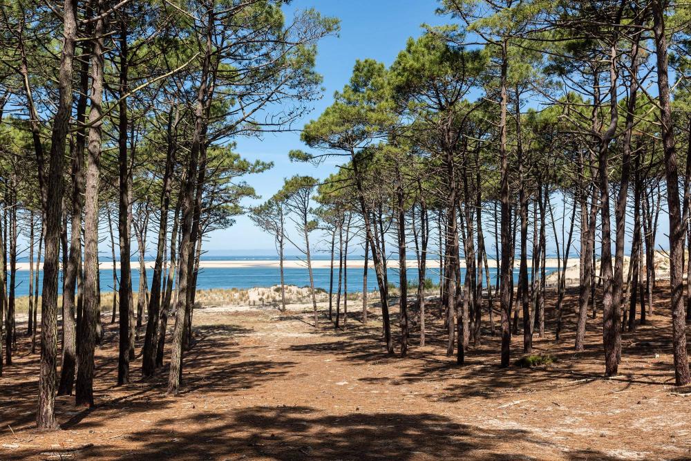 plage pins